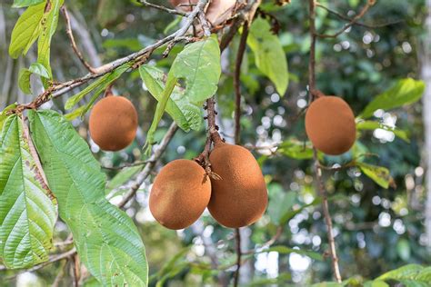 Fruits Of The Amazon betsul